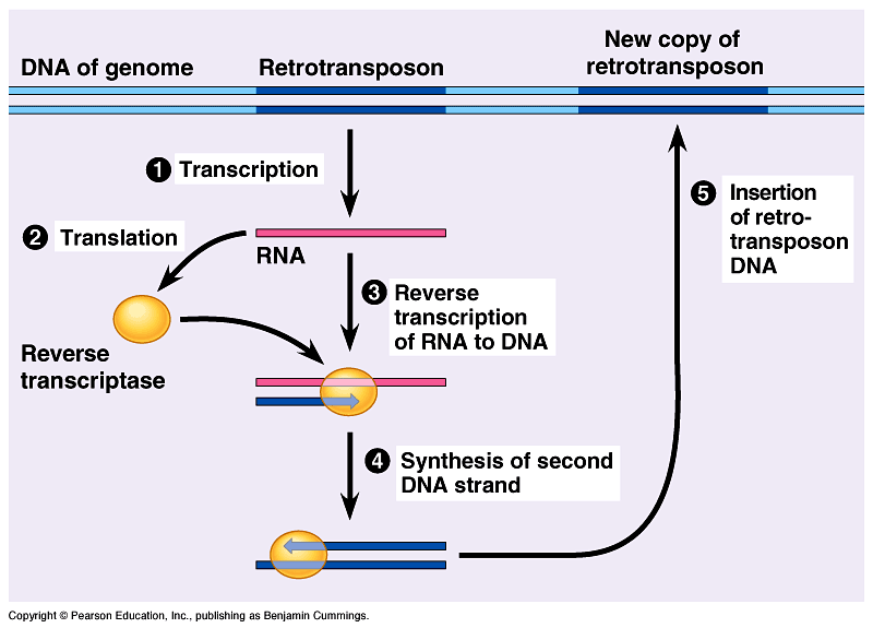 Image result for retrotransposons