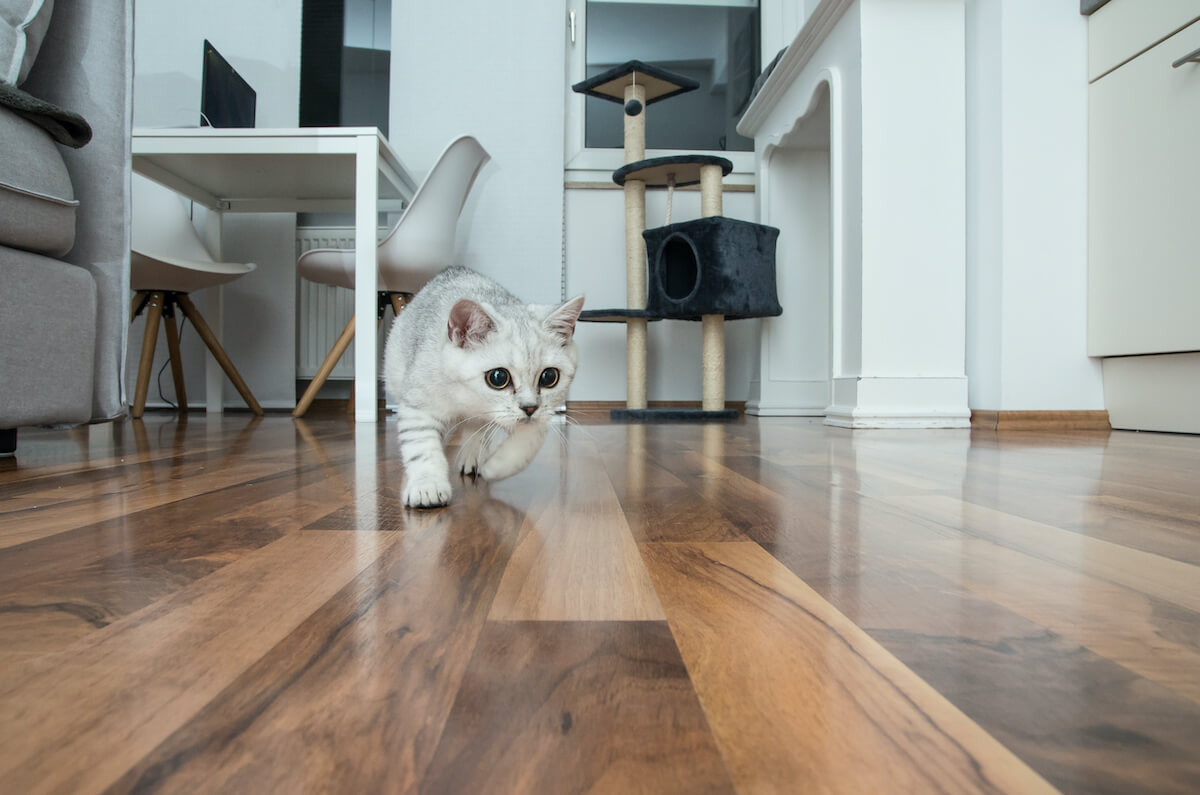 les chats anxieux ont tendance à se cacher