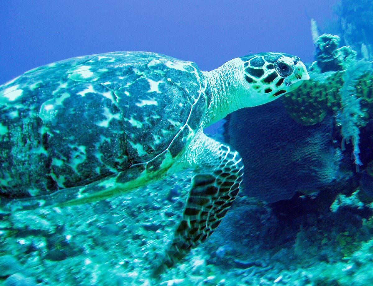 Green Sea Turtle Grand Cayman