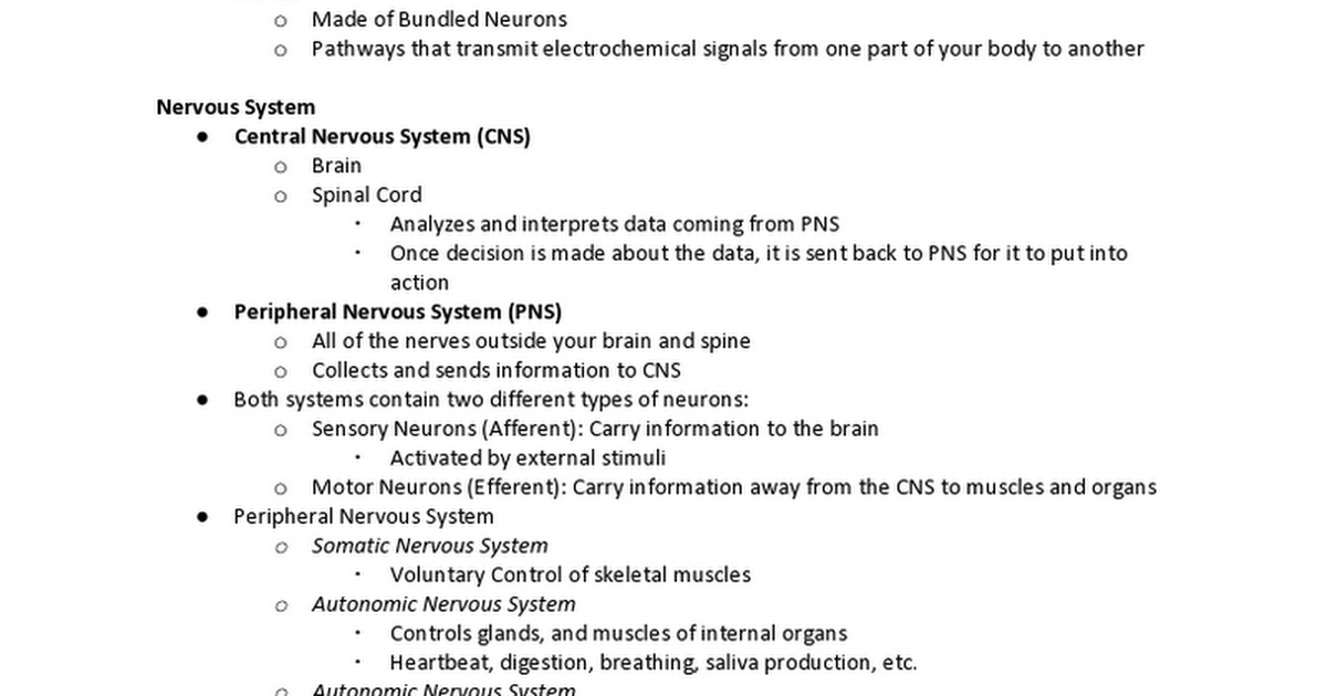 The Nervous System.docx