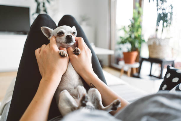 How Living with a Chihuahua is Different from Other Dogs