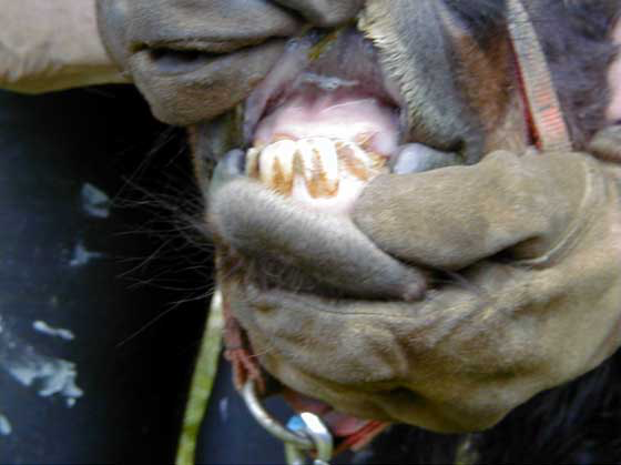 Miniature horse with severe underbite. This animal also demonstrated other characteristics of dwarfism.