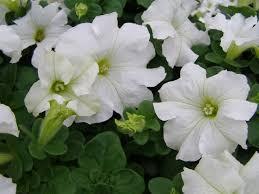 Macintosh HD:Users:sarinavetterli:Desktop:Plant and Granola Sale:Plant Images:Petunias white.jpg