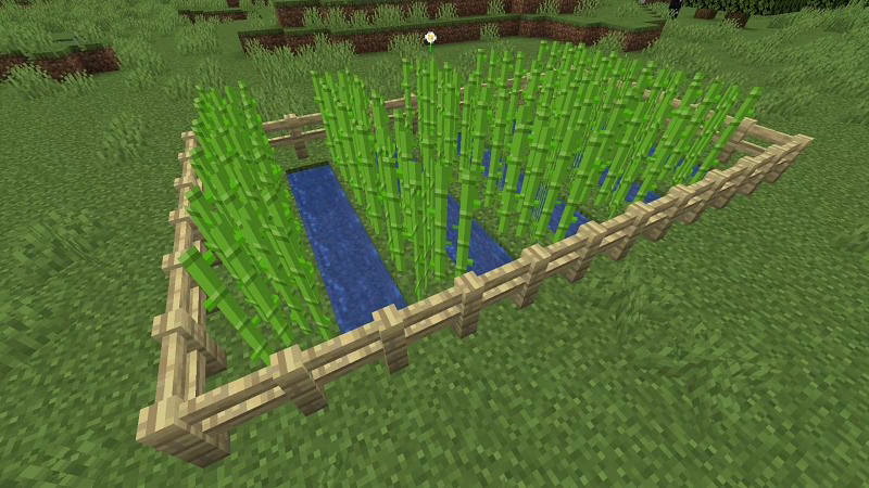 how to grow sugar cane in minecraft