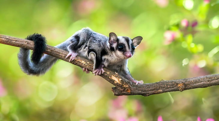 Where Does Sugar Gliders Come From