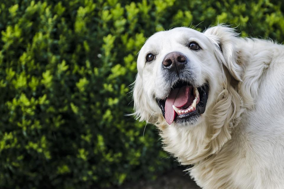What Service Dog Breed Is Best For Anxiety Our Good Life