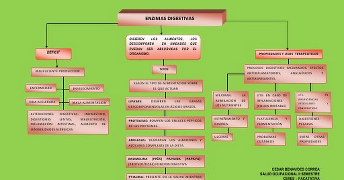 mapa conceptual ENZIMAS DIGESTIVAS.pdf Google Drive