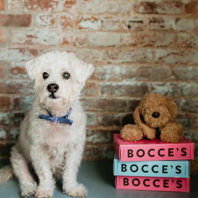 Small white dog poses with Bocce's Bakery Holiday Dog Treats.