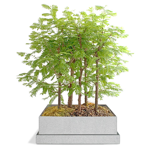 bonsai.jpg