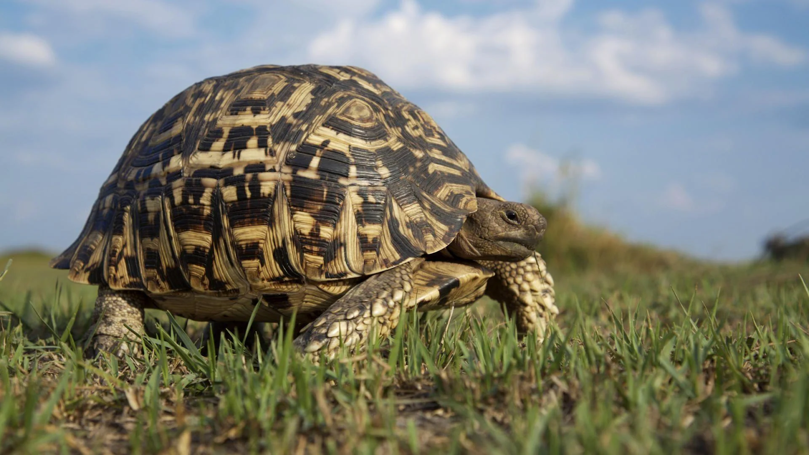 Can Tortoises Eat Cantaloupe