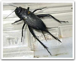Gryllidae (Cricket)