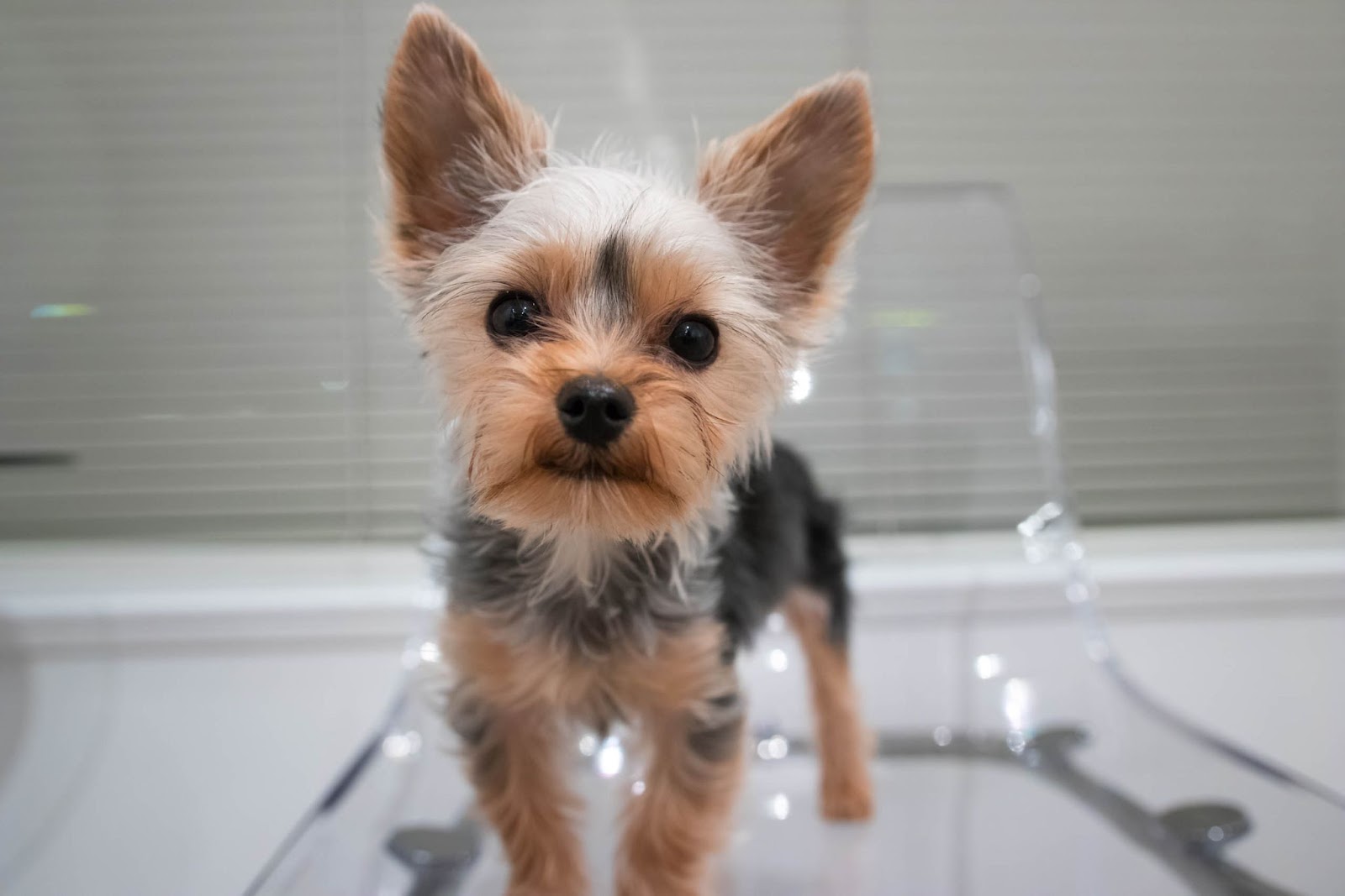 Why Does My Yorkie Eat Poop?