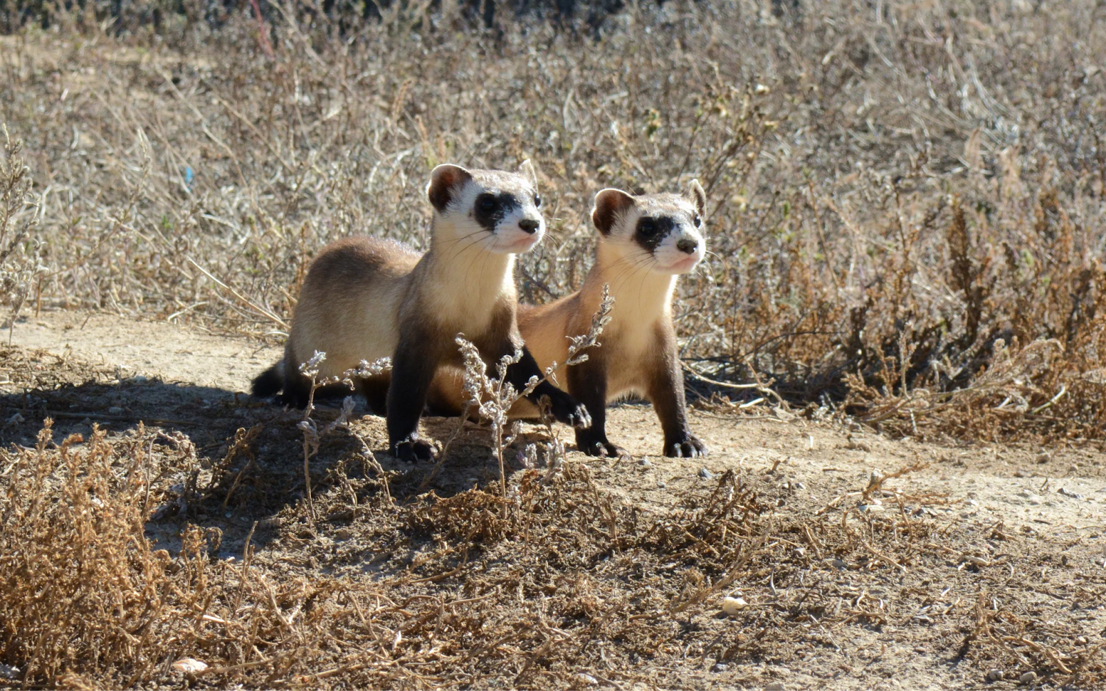 Black Footed Ferrets Fun Facts