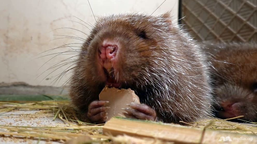 Chuột thích ăn thịt