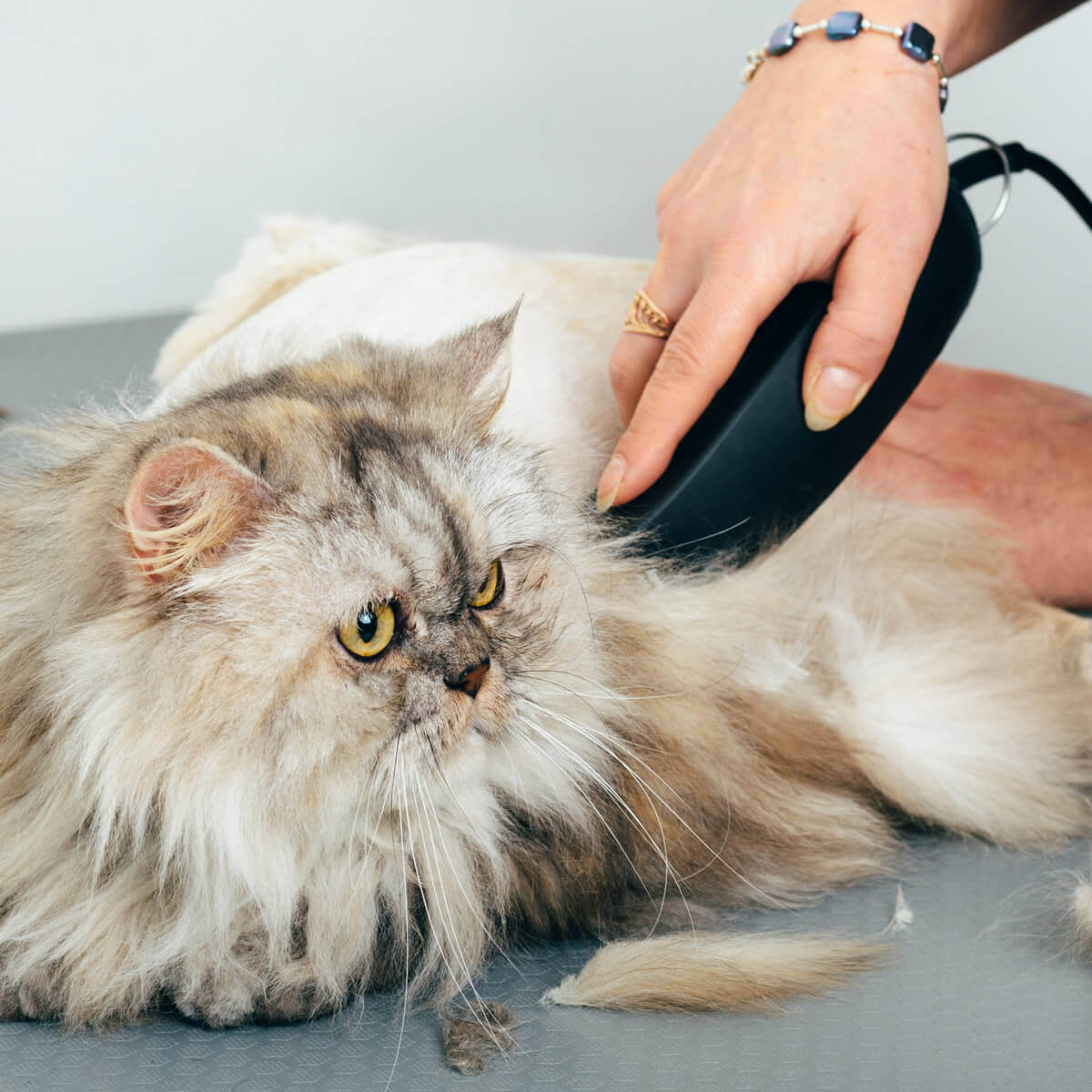 arched cat scratcher