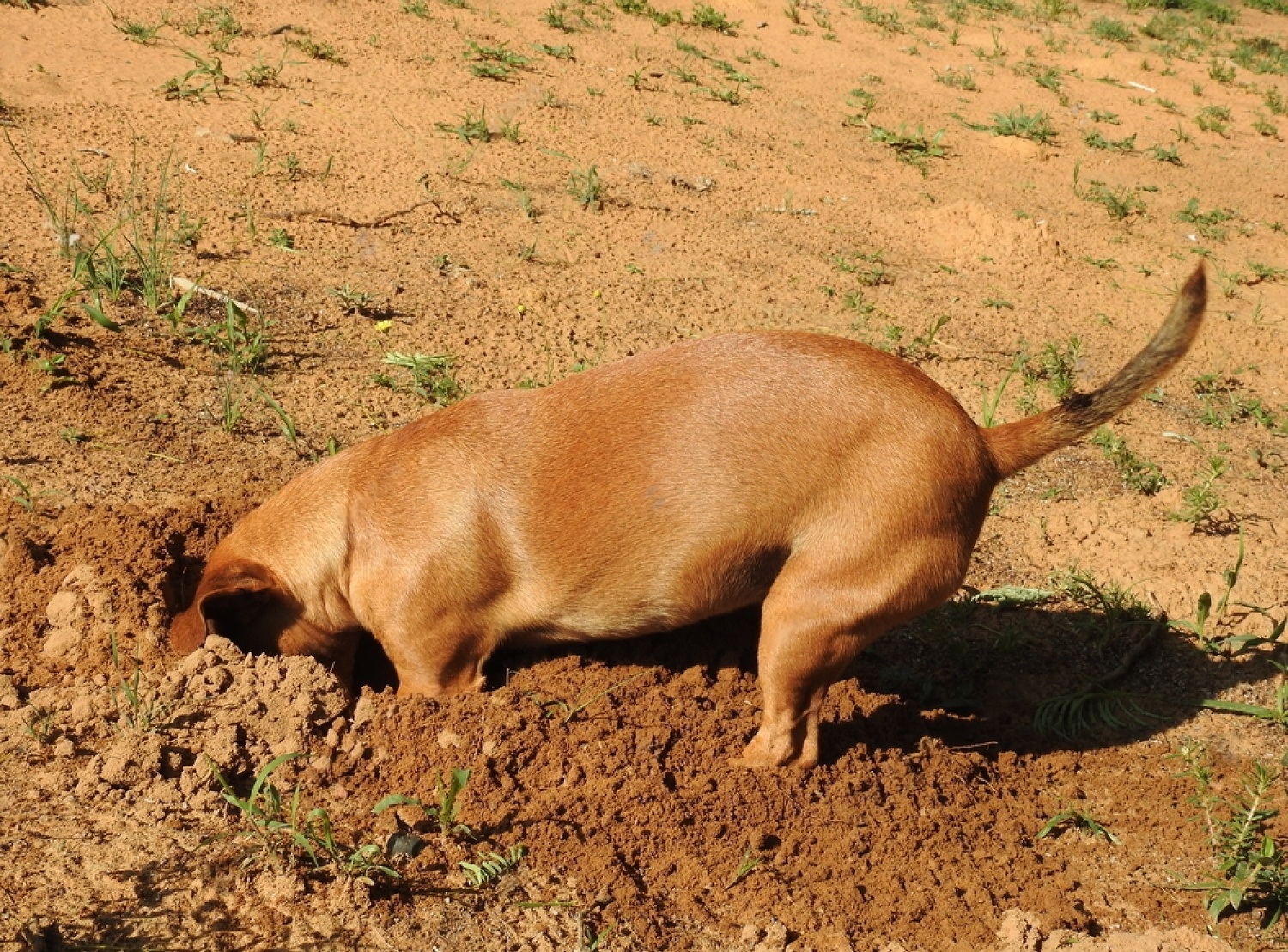 How To Stop A Dog From Digging 4 pbNXu