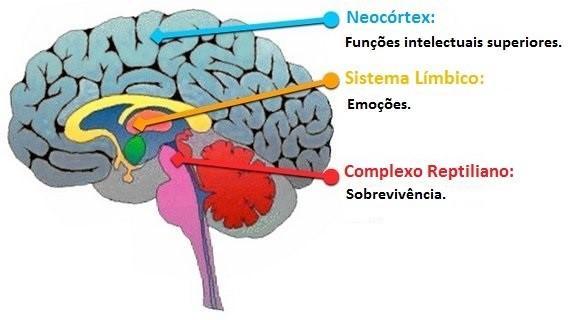 Nosso cérebro tem basicamente três grandes regiões