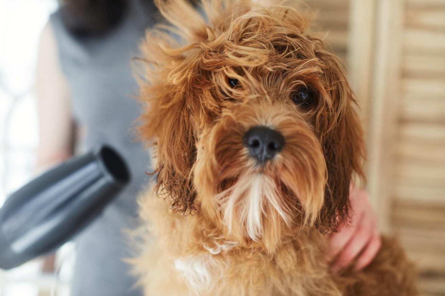 Patologie che colpiscono il mantello del cane