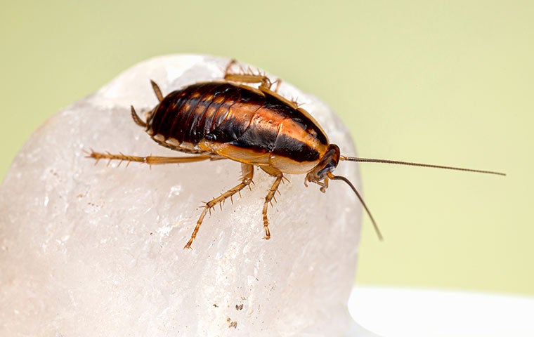What Does German Cockroaches Look Like