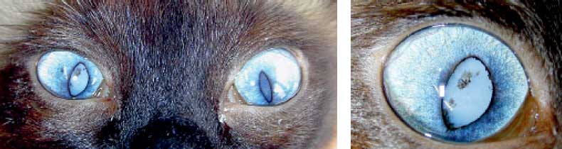 Cataract in a diabetic cat