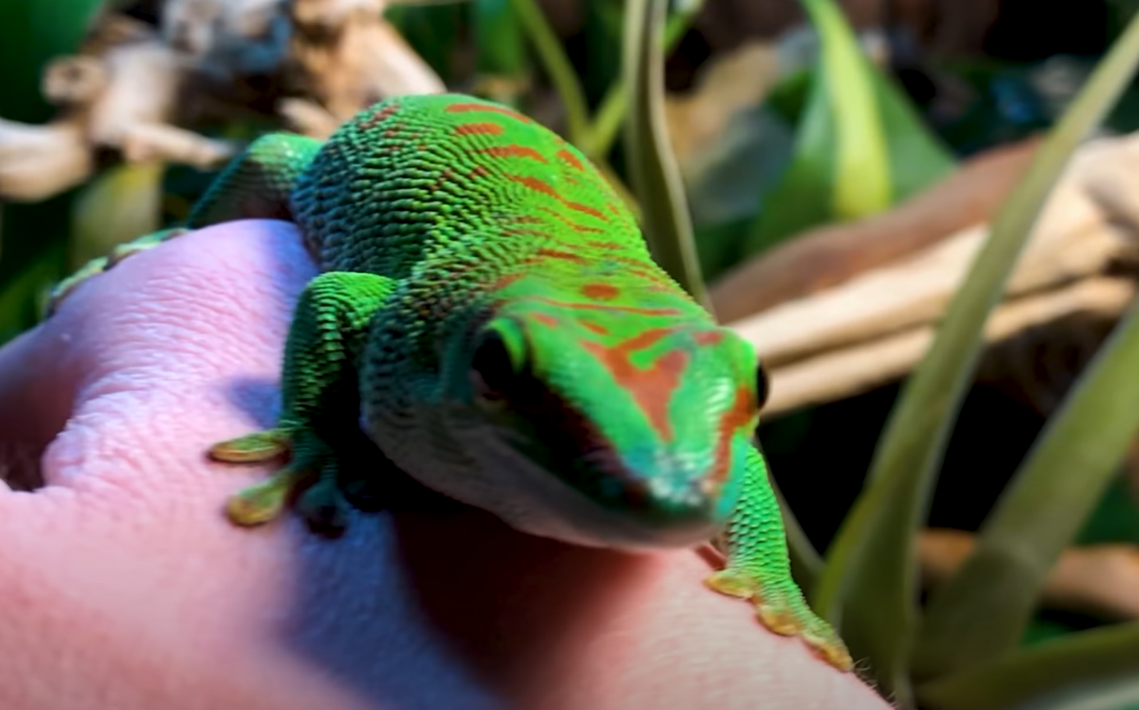 Green giant day gecko on back of hand