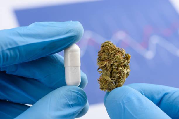Scientist hold and compare CBD cannabis flower bud and white transparent pill Scientist hold and compare CBD cannabis flower bud and white transparent pill in other hand taking CBD capsule stock pictures, royalty-free photos & images