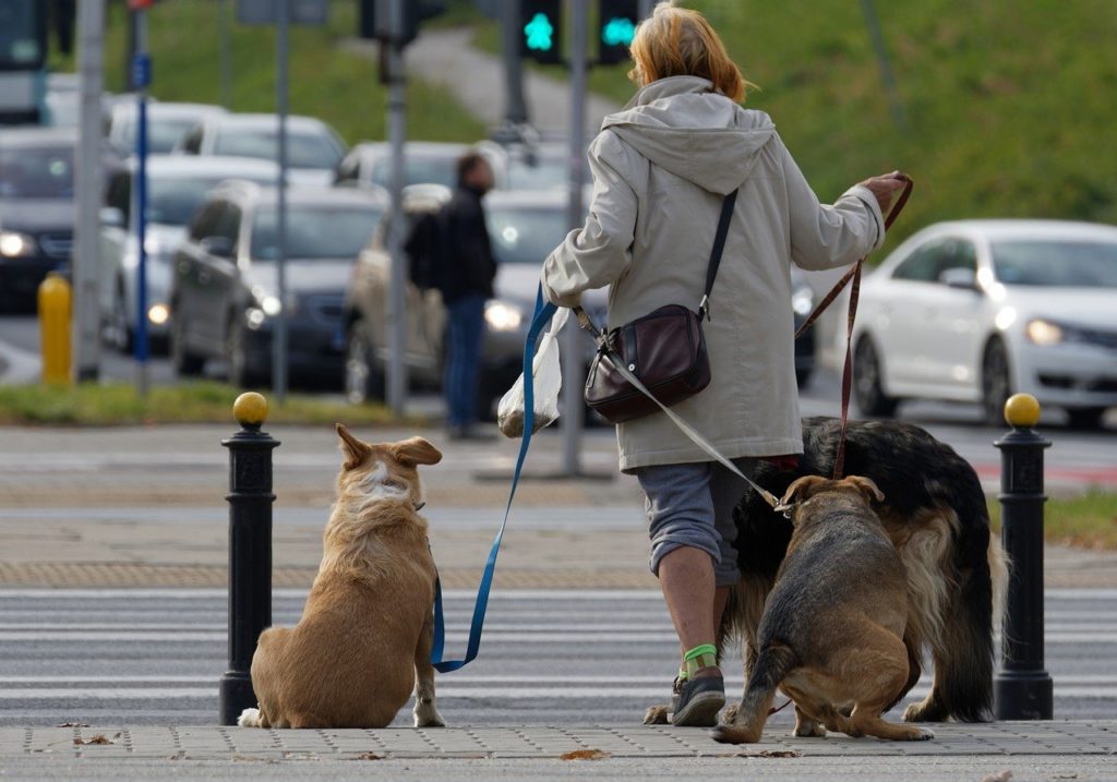 doghero é um aplicativo onde é possível ganhar dinheiro levando cachorros para passear