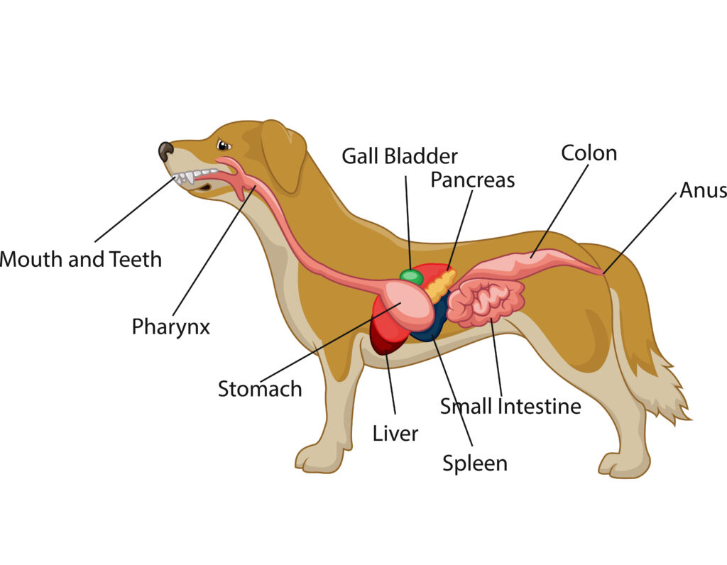 Bile duct obstruction in dogs image