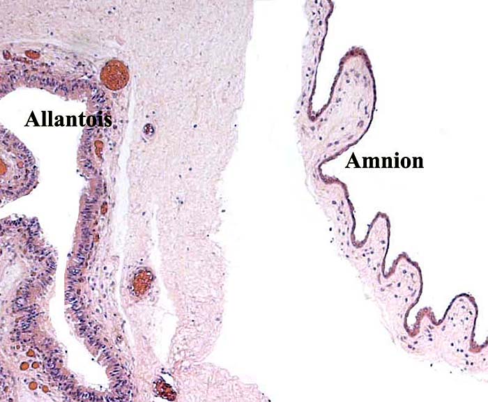 Membrane composition of amnion at right and vascularized allantoic sac at left