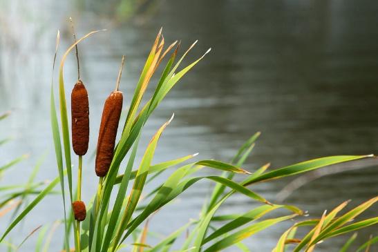 Cattails along the Pond Photograph by Donna Kaluzniak