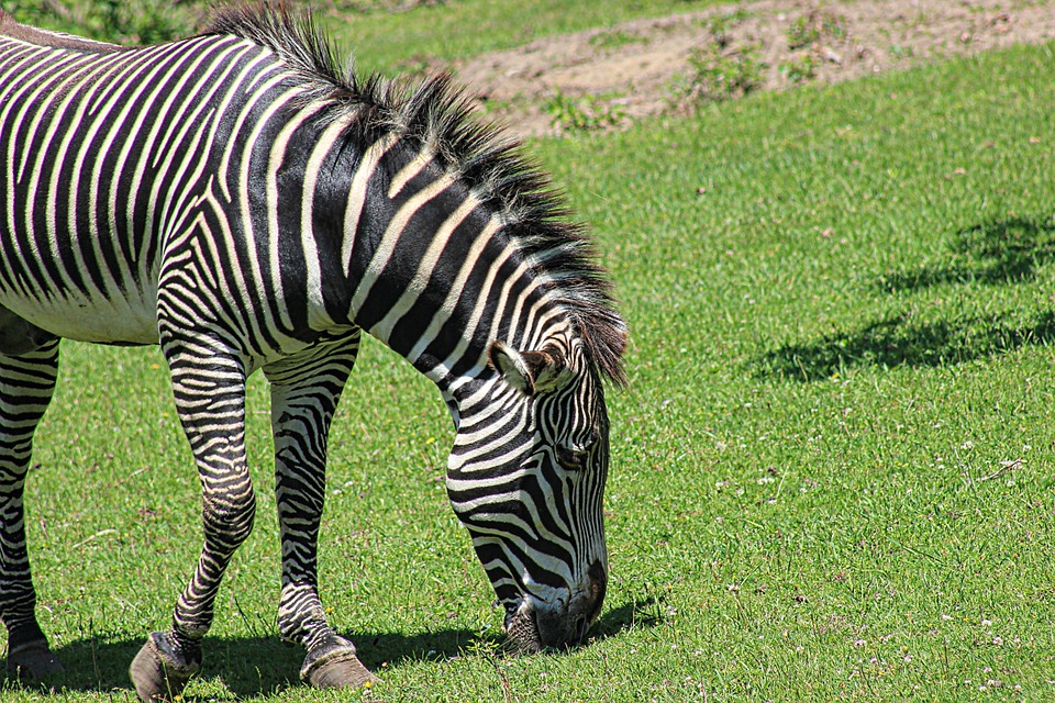 Free photo Zoo Animals Zebra Wildlife Zoo Stripes Animal - Max Pixel