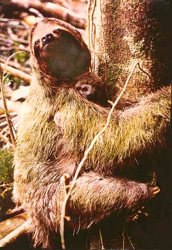 Three-toed sloth with young