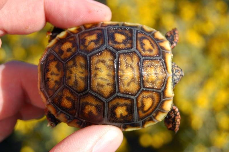 baby red footed tortoise