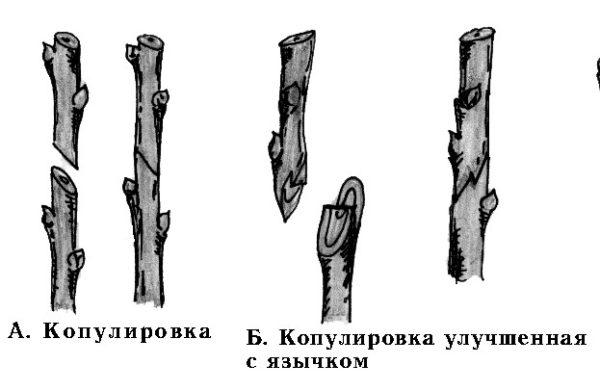 Копулировка