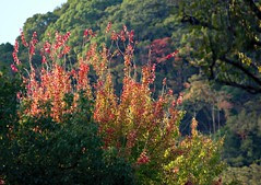 Tree-tops