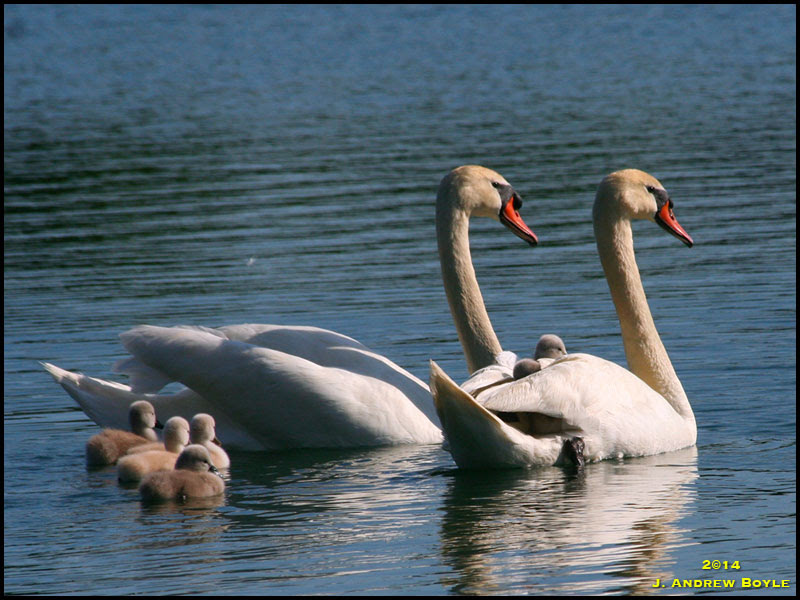 Mute Swans Mute Swans