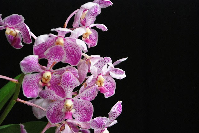 Magenta y Blanco