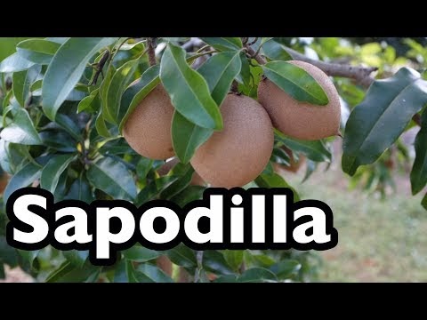 a sapodilla előnyei a fogyásnak