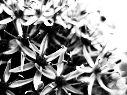 black & white of flowers