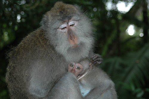 Long-tailed Balinese Macaques @ Ubud’s monkey forest sanctuary