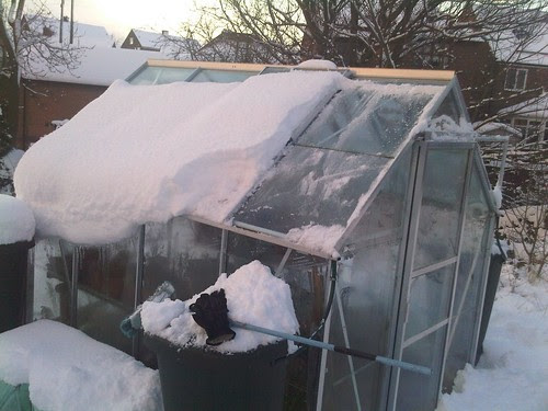 Allotment snow Jan 10 no 6