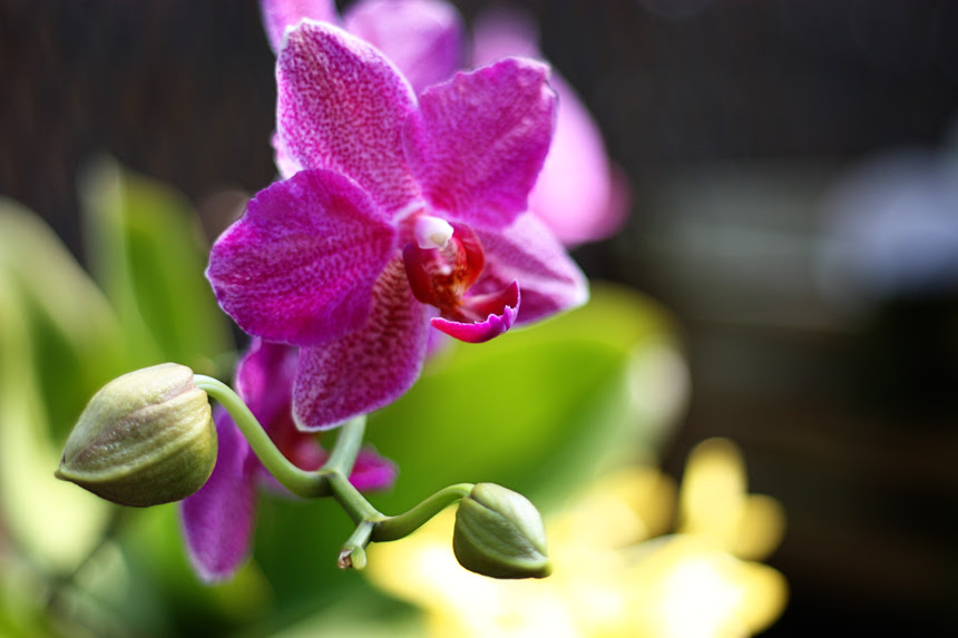 hello, orchid