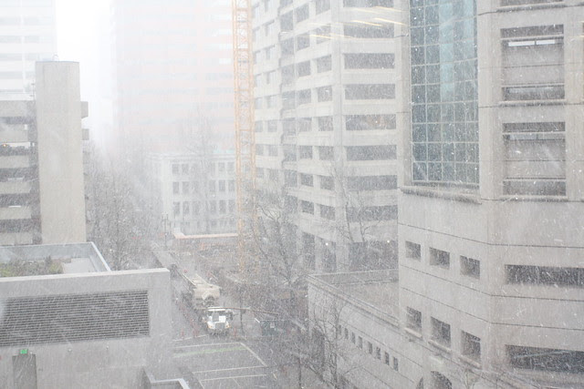 snow, february 2011