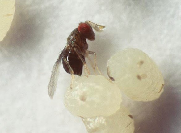 Trichogramma wasp parasitizing host egg
