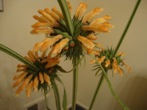 Princeton farmer's market flowers:  lion's tail