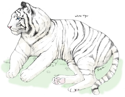 トップ100かっこいい 白い 虎 イラスト ディズニー帝国