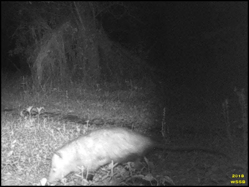 Opossum Opossum