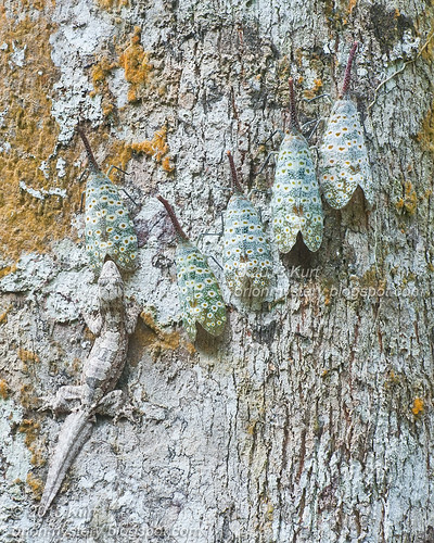 Pyrops oculata & Frilly Gecko IMG_2807 copy