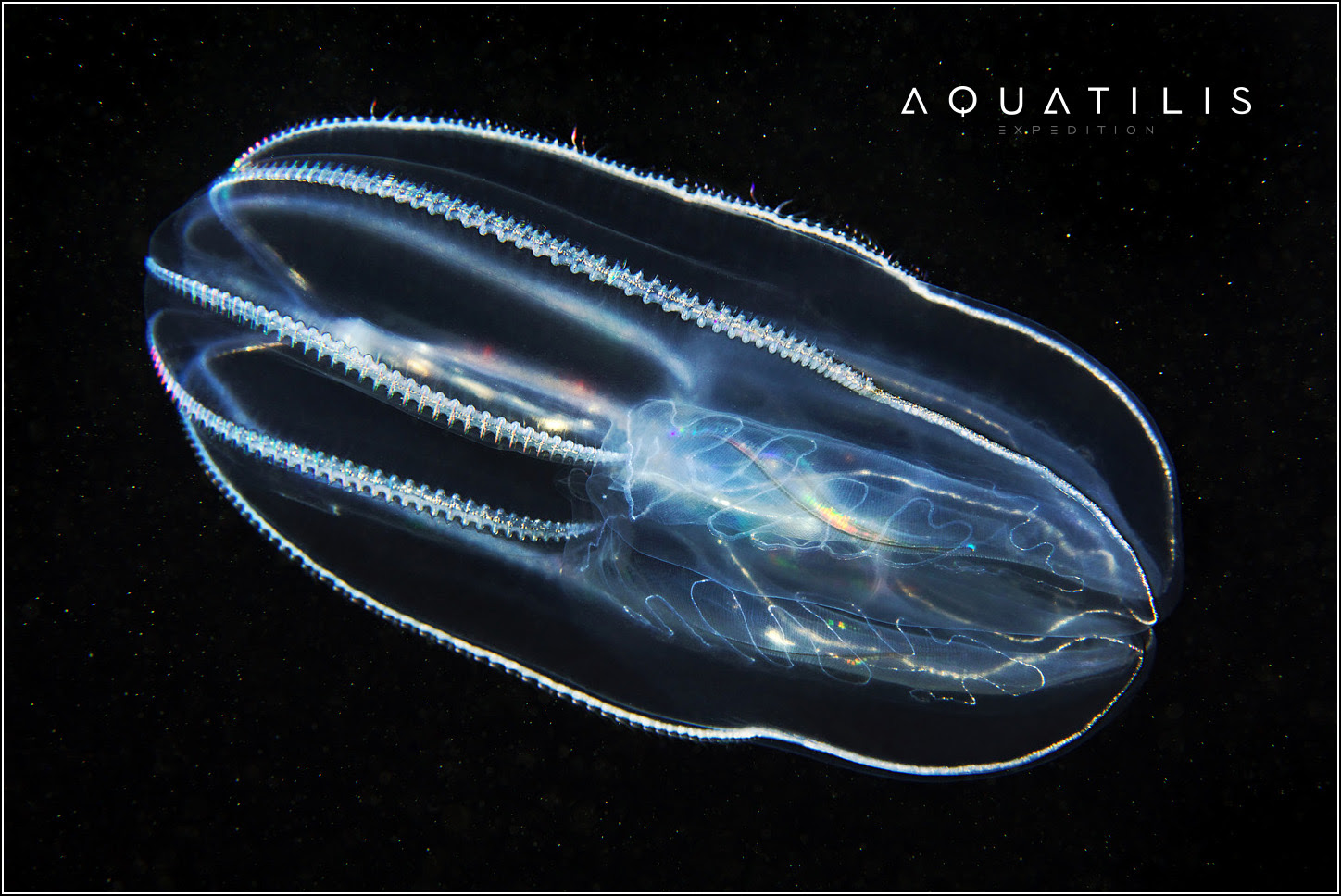 Aquatilis Expedition