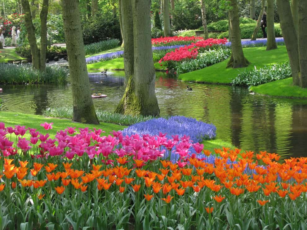 Τουλίπες στο Keukenhof, επίσης γνωστός ως ο Κήπος της Ευρώπης Τουλίπες στο Keukenhof, επίσης γνωστός ως ο Κήπος της Ευρώπης